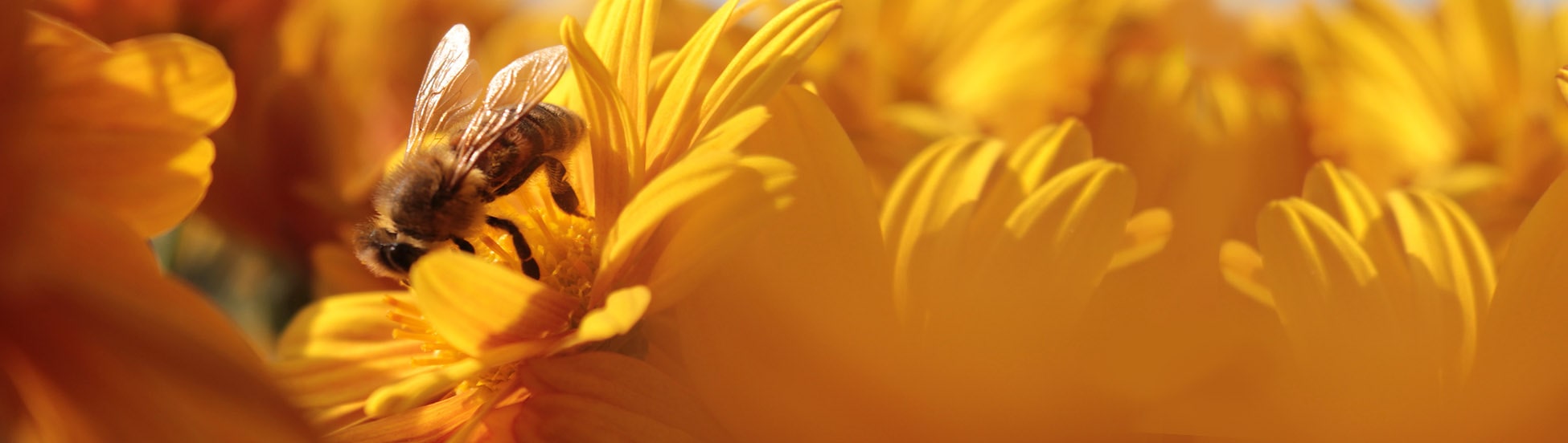 Bienenfreundliche naturnahe Bepflanzung für Gärten und Grünanlagen